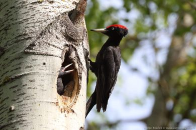 Datel erný (Dryocopus martius)