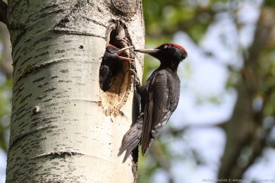 Datel erný (Dryocopus martius)