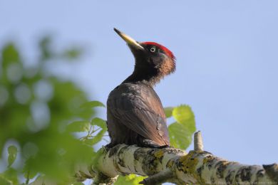 Datel �ern&yacute; (Dryocopus martius)