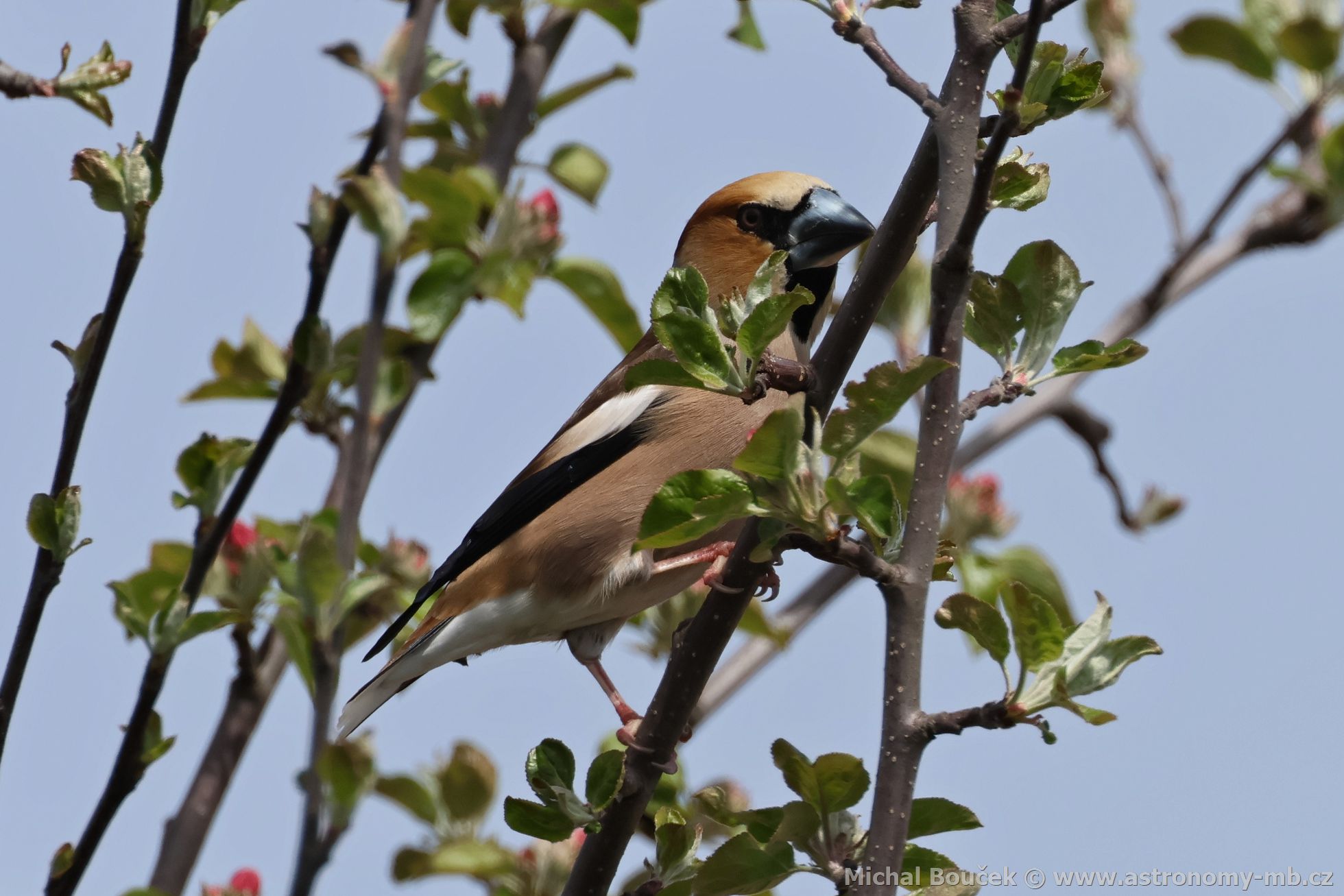 Dlask tlustozobý (Coccothraustes coccothraustes)
