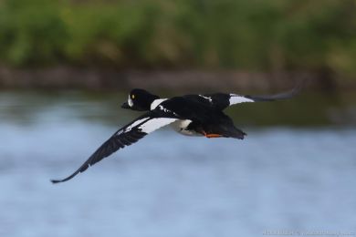 Hohol islandský (Bucephala islandica)