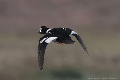 Hohol islandský (Bucephala islandica)