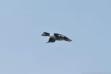 Hohol islandský (Bucephala islandica)