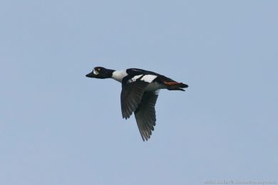 Hohol islandský (Bucephala islandica)