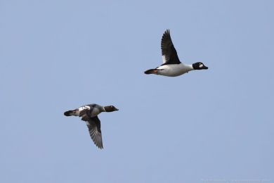 Hohol severn&iacute; (Bucephala clangula)