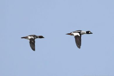 Hohol severn&iacute; (Bucephala clangula)