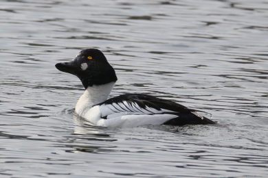 Hohol severn&iacute; (Bucephala clangula)