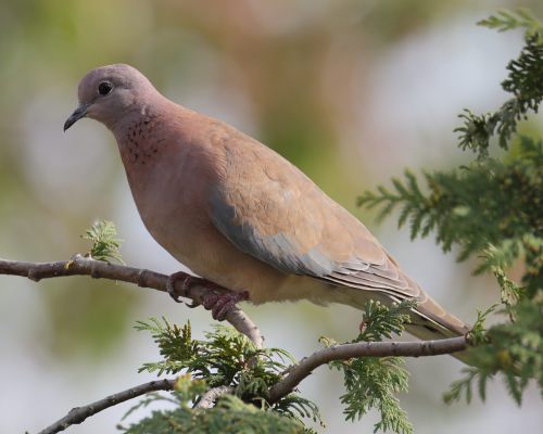 Hrdli�ka senegalsk&aacute; (Spilopelia senegalensis)