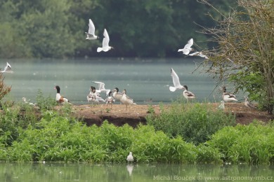 Husice liščí (Tadorna tadorna) Husice liščí (Tadorna tadorna)