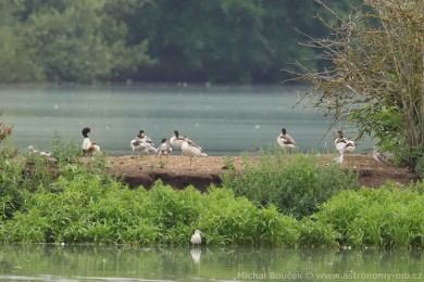 Husice liščí (Tadorna tadorna) Husice liščí (Tadorna tadorna)