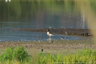 Husice liščí (Tadorna tadorna) Husice liščí (Tadorna tadorna)