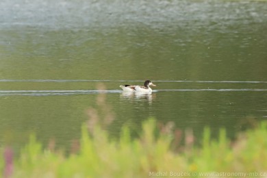Husice liščí (Tadorna tadorna) Husice liščí (Tadorna tadorna)
