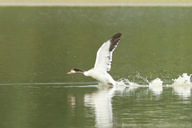 Husice liščí (Tadorna tadorna) Husice liščí (Tadorna tadorna)
