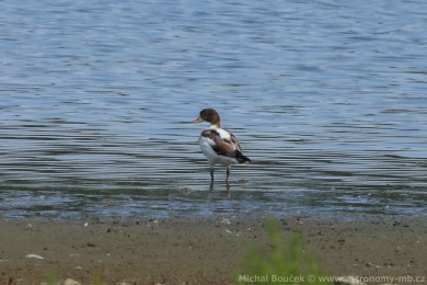 Husice liščí (Tadorna tadorna) Husice liščí (Tadorna tadorna)