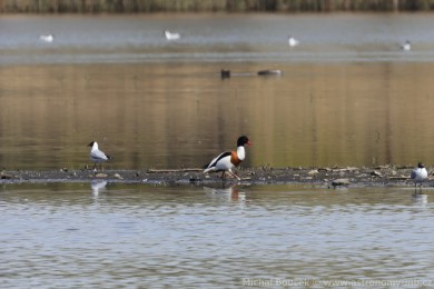 Husice liščí (Tadorna tadorna) Husice liščí (Tadorna tadorna)