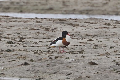 Husice liščí (Tadorna tadorna) Husice liščí (Tadorna tadorna)