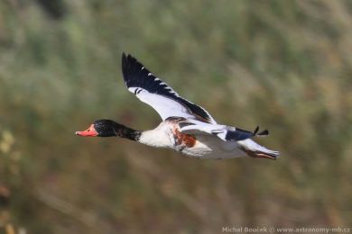 Husice liščí (Tadorna tadorna) Husice liščí (Tadorna tadorna)