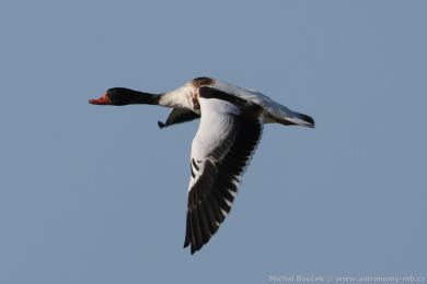 Husice liščí (Tadorna tadorna) Husice liščí (Tadorna tadorna)