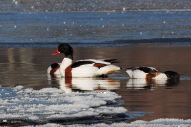 Husice liščí (Tadorna tadorna) Husice liščí (Tadorna tadorna)