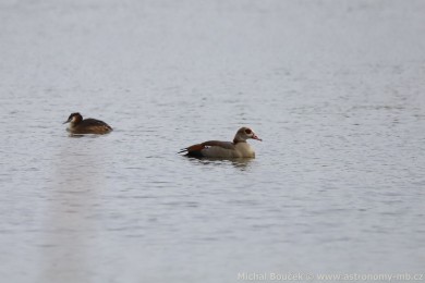 Husice nilská (Alopochen aegyptiacus)