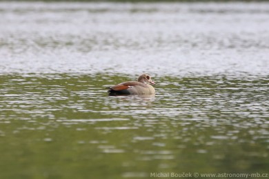 Husice nilská (Alopochen aegyptiacus)