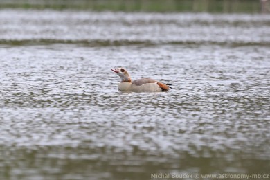Husice nilská (Alopochen aegyptiacus)