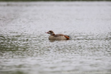 Husice nilská (Alopochen aegyptiacus)