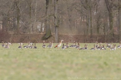 Husice nilská (Alopochen aegyptiacus)