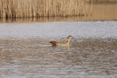 Husice nilská (Alopochen aegyptiacus)