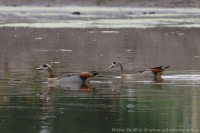 Husice nilská (Alopochen aegyptiacus)