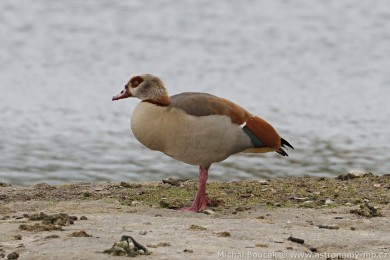 Husice nilská (Alopochen aegyptiacus)