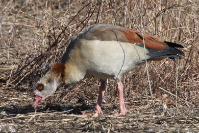 Husice nilská (Alopochen aegyptiacus)