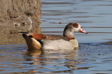 Husice nilská (Alopochen aegyptiacus)