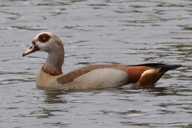 Husice nilská (Alopochen aegyptiacus)