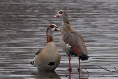 Husice nilská (Alopochen aegyptiacus)