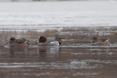Hvízdák eurasijský (Anas penelope) Hvízdák eurasijský (Anas penelope)