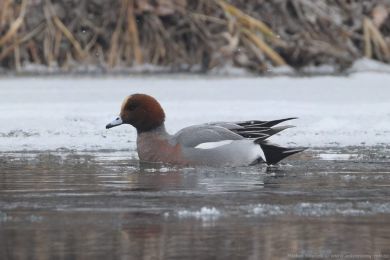 Hvízdák eurasijský (Anas penelope) Hvízdák eurasijský (Anas penelope)
