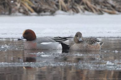 Hvízdák eurasijský (Anas penelope) Hvízdák eurasijský (Anas penelope)