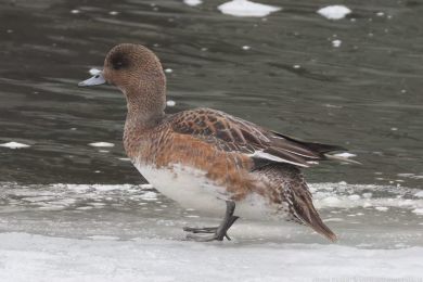 Hvízdák eurasijský (Anas penelope) Hvízdák eurasijský (Anas penelope)