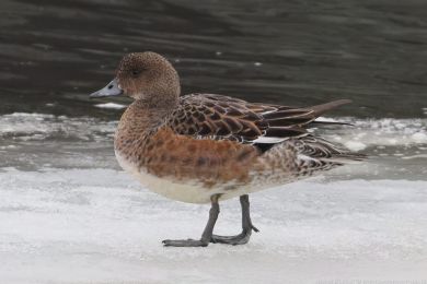 Hvízdák eurasijský (Anas penelope) Hvízdák eurasijský (Anas penelope)