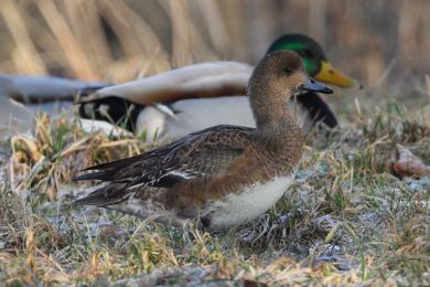 Hvízdák eurasijský (Anas penelope) Hvízdák eurasijský (Anas penelope)