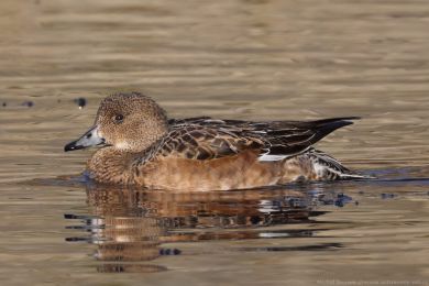 Hvízdák eurasijský (Anas penelope) Hvízdák eurasijský (Anas penelope)