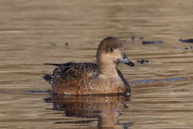 Hvízdák eurasijský (Anas penelope) Hvízdák eurasijský (Anas penelope)