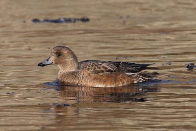 Hvízdák eurasijský (Anas penelope) Hvízdák eurasijský (Anas penelope)