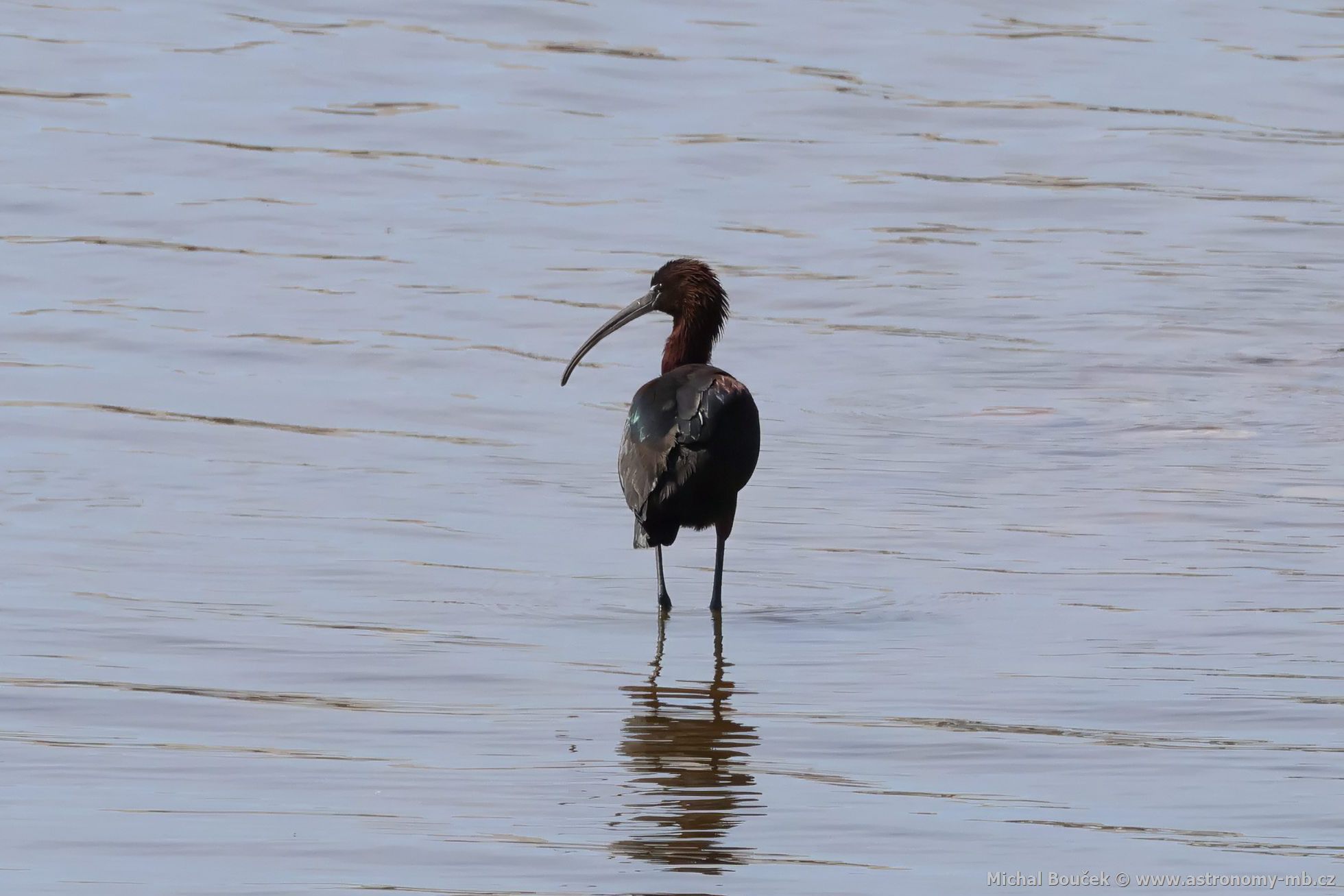 Ibis hnědý (Plegadis falcinellus) Ibis hnědý (Plegadis falcinellus)