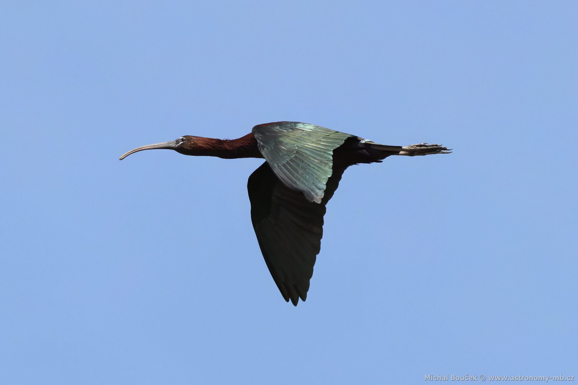 Ibis hnědý (Plegadis falcinellus) Ibis hnědý (Plegadis falcinellus)