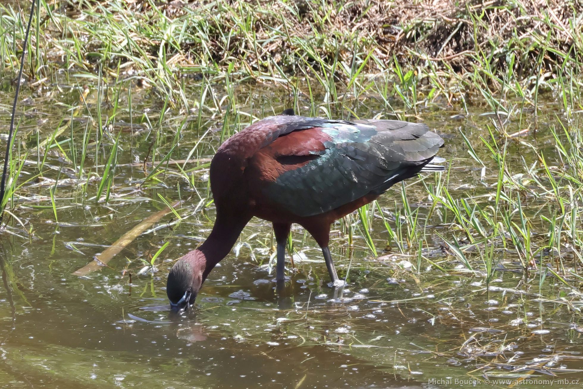 Ibis hnědý (Plegadis falcinellus) Ibis hnědý (Plegadis falcinellus)
