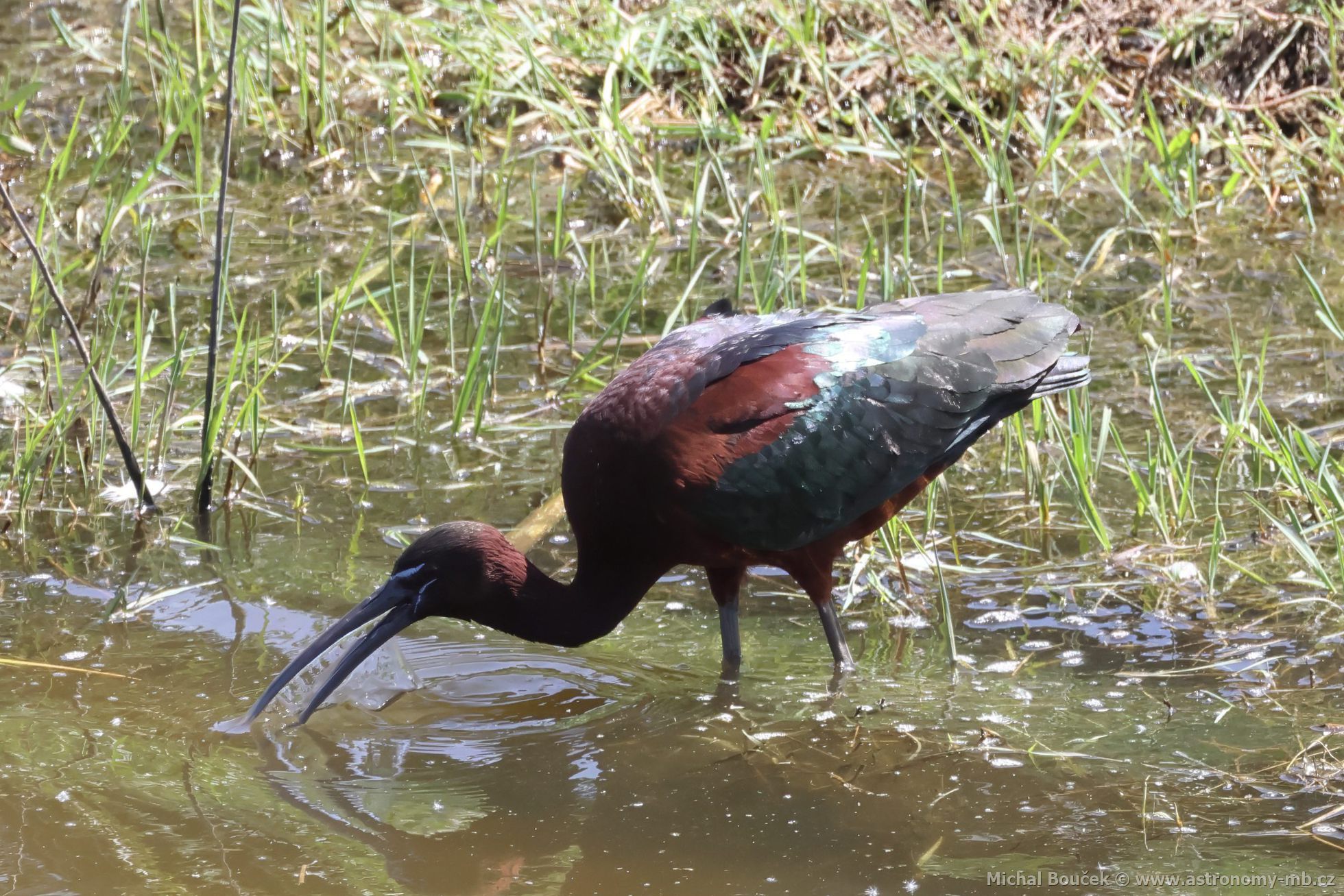 Ibis hnědý (Plegadis falcinellus) Ibis hnědý (Plegadis falcinellus)