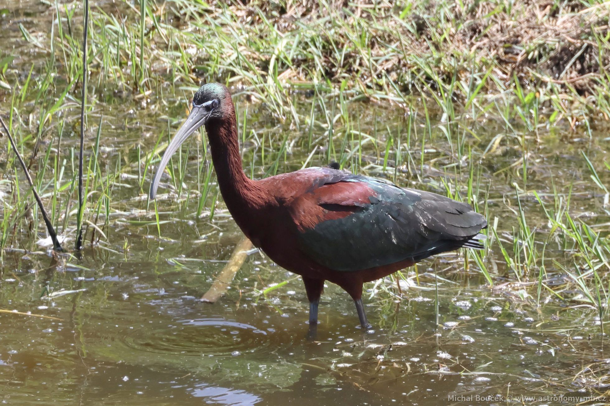Ibis hnědý (Plegadis falcinellus) Ibis hnědý (Plegadis falcinellus)