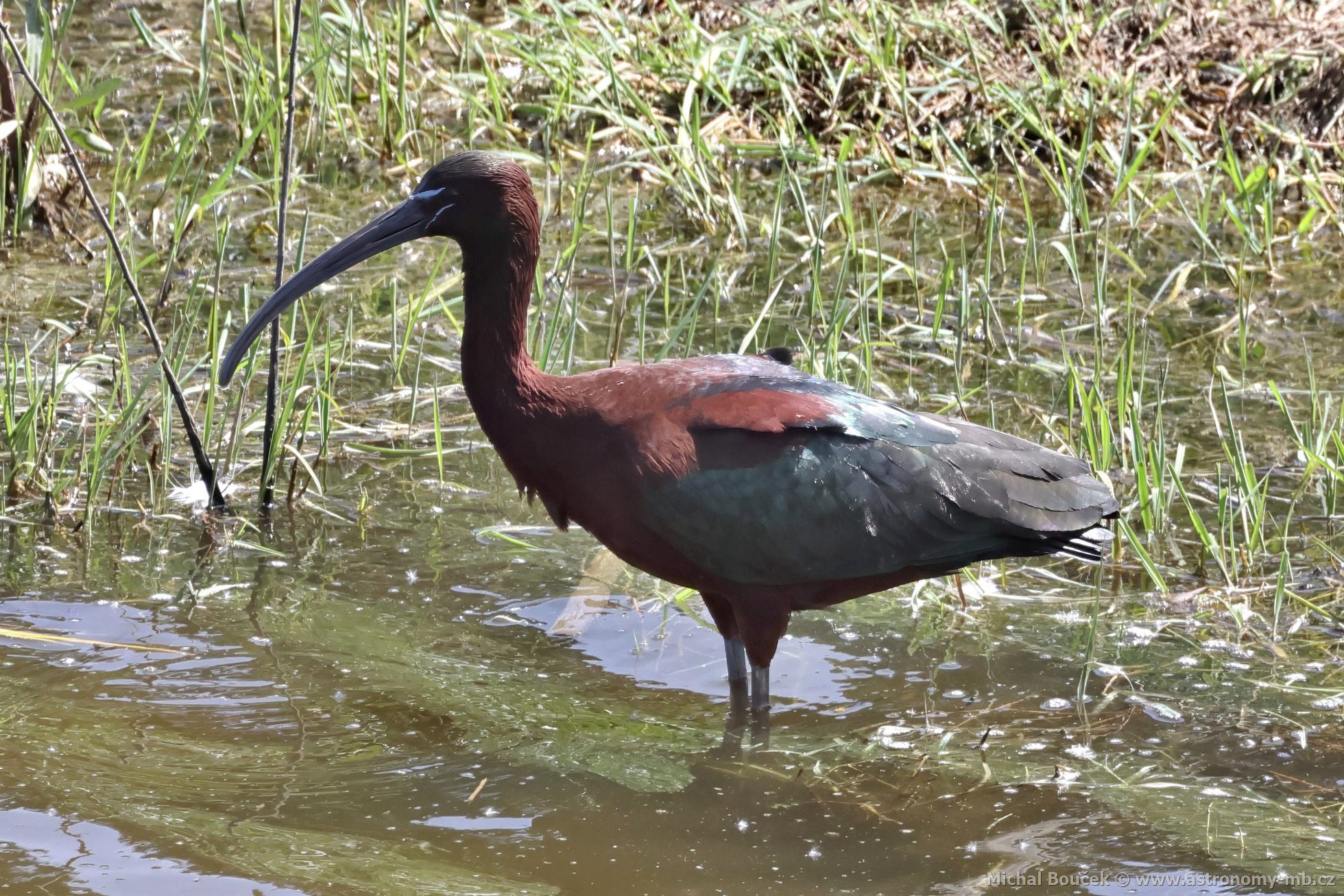 Ibis hnědý (Plegadis falcinellus) Ibis hnědý (Plegadis falcinellus)